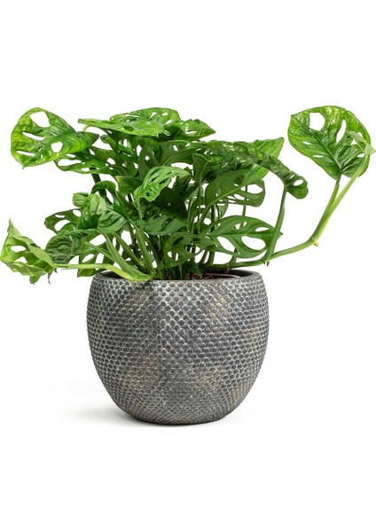 Delikli Devetabanı (Monstera Adansonii Monkey) Saksılı 2 Adet