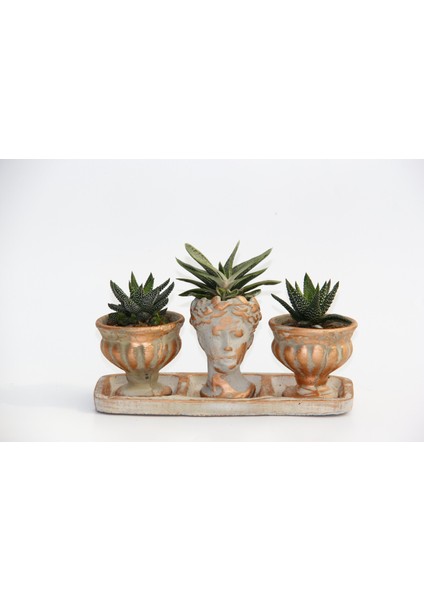 Trio Helen Orange Sukulent Seti - Haworthia Pumila, Gasteria