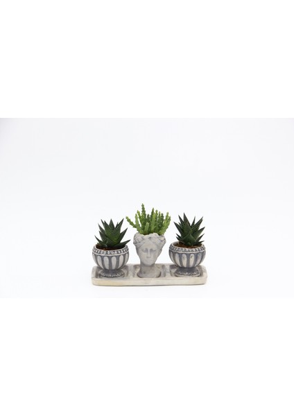 Trio Helen Gri Sukulent Seti - Haworthia Limifolia, Huernia