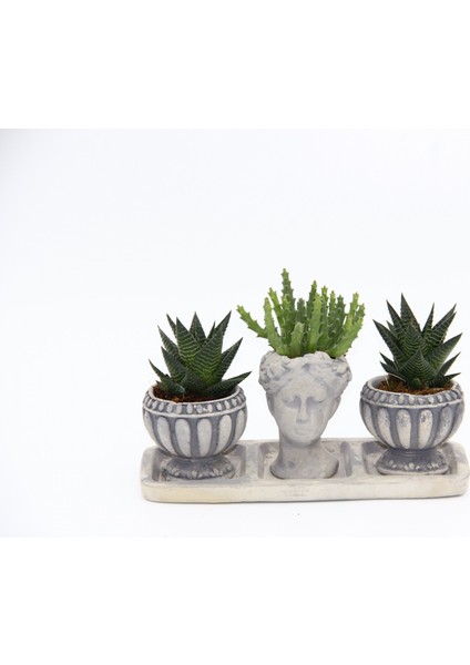 Trio Helen Gri Sukulent Seti - Haworthia Limifolia, Huernia fırsatları
