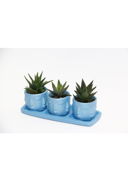 Trio Mavi Adler Sukulent Seti - 3 Çeşit Haworthia