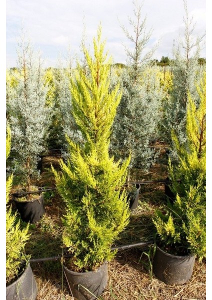 Limoni Servi (Cupressus Macrocarpa Goldcrest) indirimleri