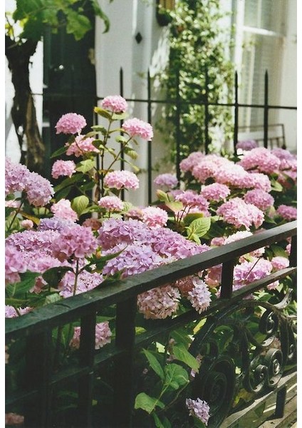 Pembe Ortanca - Yerli Fidan 20-30 cm