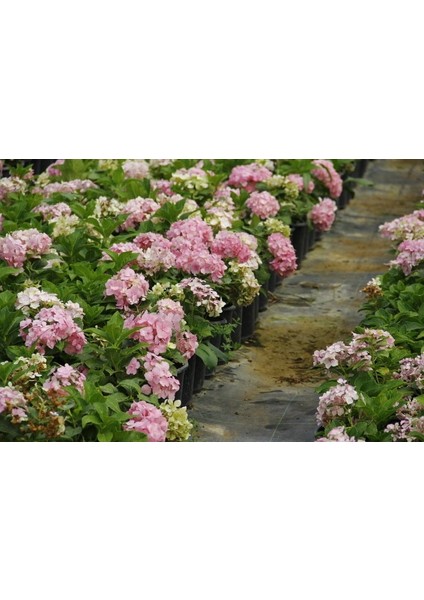 Pembe Ortanca - Yerli Fidan 20-30 cm