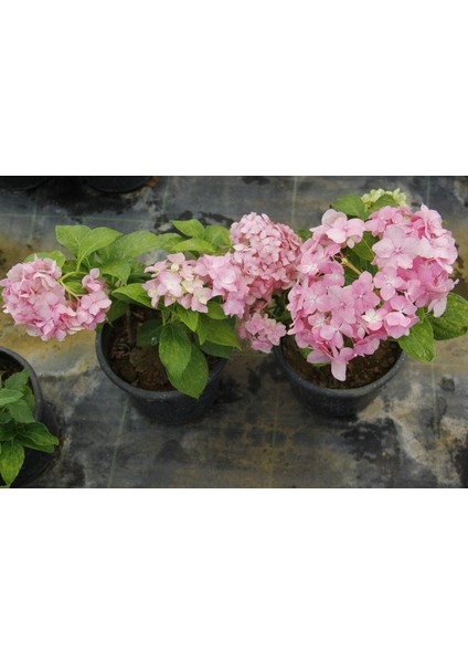 Pembe Ortanca - Yerli Fidan 20-30 cm