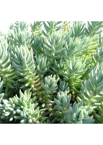 Sedum Reflexum Dam Koruğu – Yer Örtücü-Yayılıcı Bitki 135 Adet