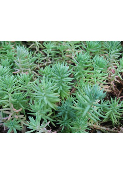 Sedum Reflexum Dam Koruğu – Yer Örtücü-Yayılıcı Bitki 135 Adet modelleri