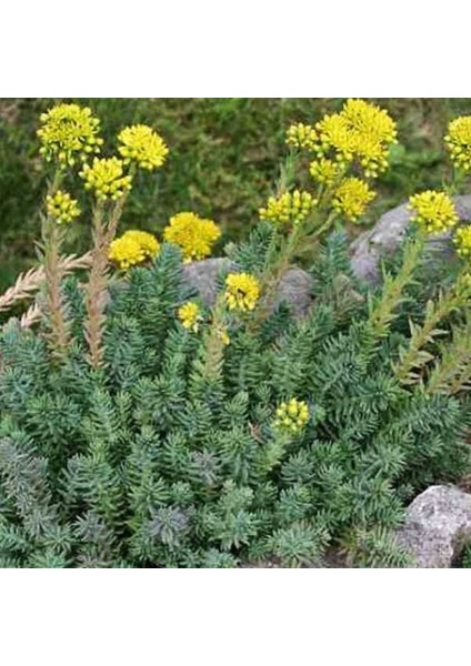 Sedum Reflexum Dam Koruğu – Yer Örtücü-Yayılıcı Bitki 135 Adet fırsatları