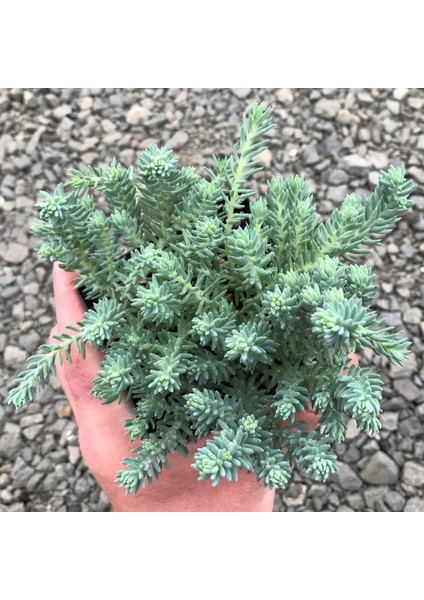 Sedum Reflexum Dam Koruğu – Yer Örtücü-Yayılıcı Bitki 135 Adet indirimleri