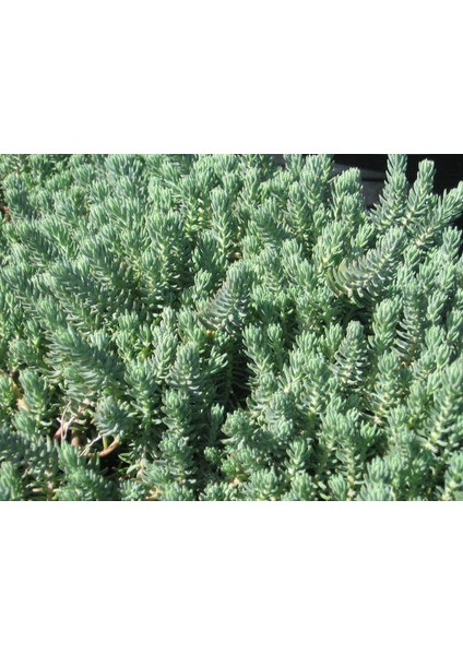 Sedum Reflexum Yer Örtücü Bitki 90 Adet