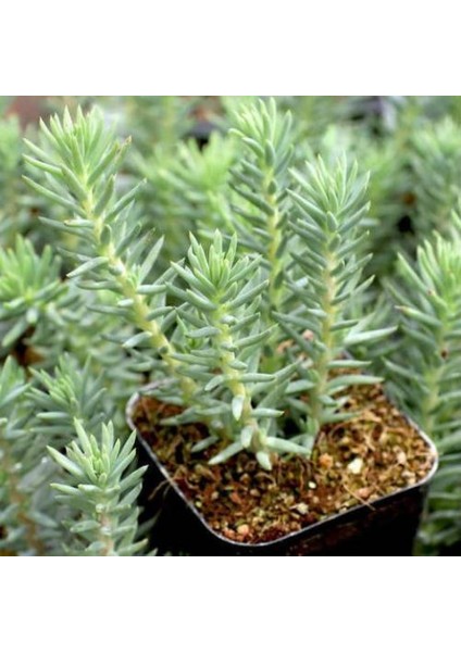 Sedum Reflexum Yer Örtücü Bitki 90 Adet modelleri