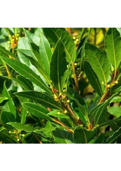 Defne - Laurus nobilis L.3 Adet modelleri