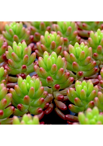 Sedum Rubrotinctum – Jelibon Sukulent 90 Adet