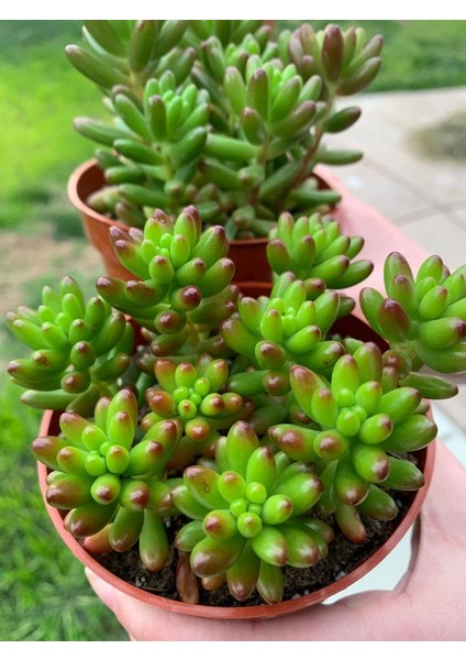 Sedum Rubrotinctum – Jelibon Sukulent 90 Adet indirimleri