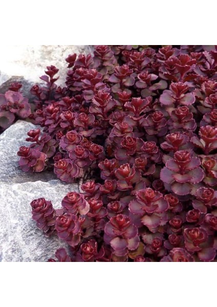 Sedum Vodoo Kırmızı Dam Koruğu – Yer Örtücü Yayılıcı Bitki 135 Ad