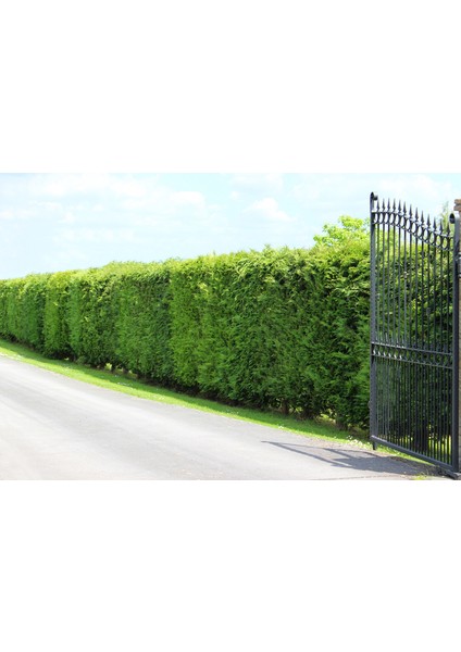 Limoni Servi (Cupressus Macrocarpa Goldcrest) 5 Adet