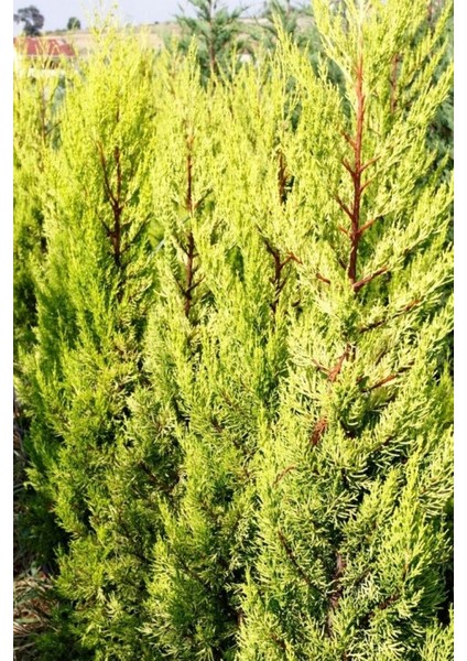 Limoni Servi (Cupressus Macrocarpa Goldcrest) 5 Adet fiyatları