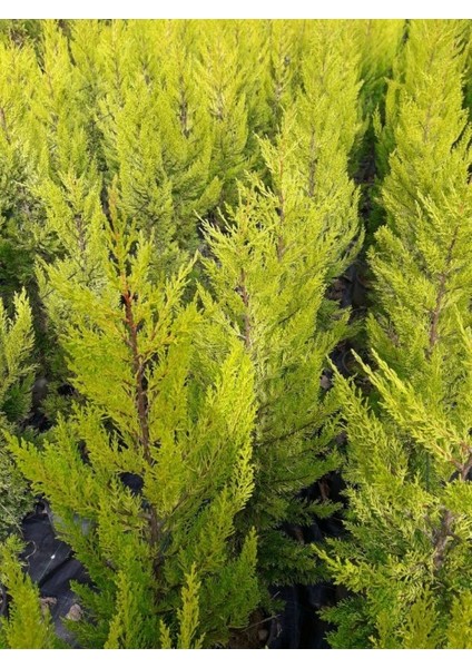 Limoni Servi (Cupressus Macrocarpa Goldcrest) 5 Adet modelleri