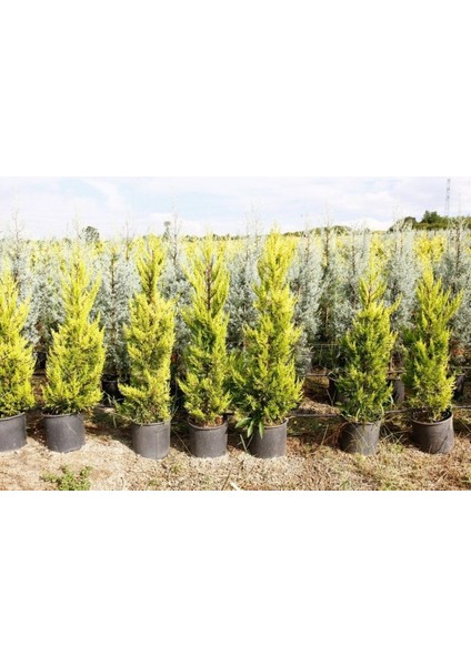 Limoni Servi (Cupressus Macrocarpa Goldcrest) 5 Adet fırsatları