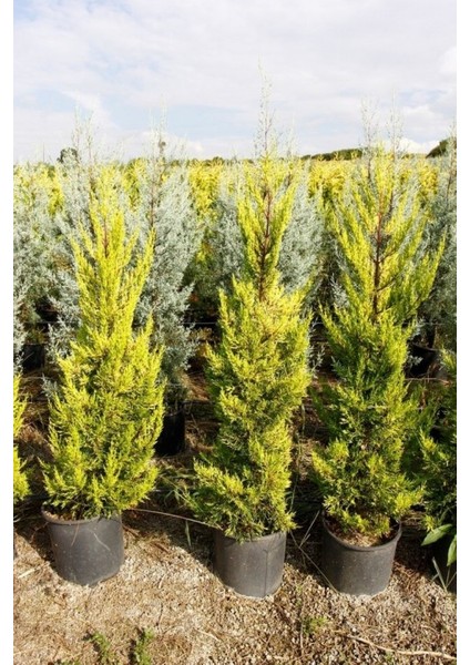 Limoni Servi (Cupressus Macrocarpa Goldcrest) 5 Adet indirimleri