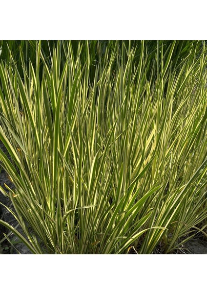 Eğir Otu Bitkisi 20 Adet fiyatları