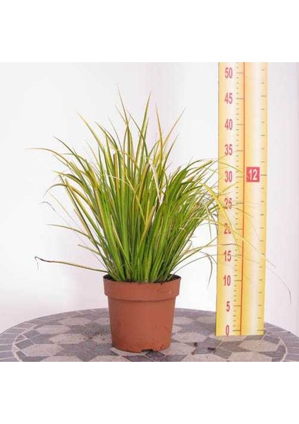 Eğir Otu Bitkisi 20 Adet modelleri