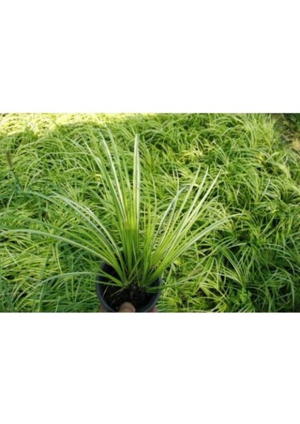 Eğir Otu Bitkisi 20 Adet fırsatları