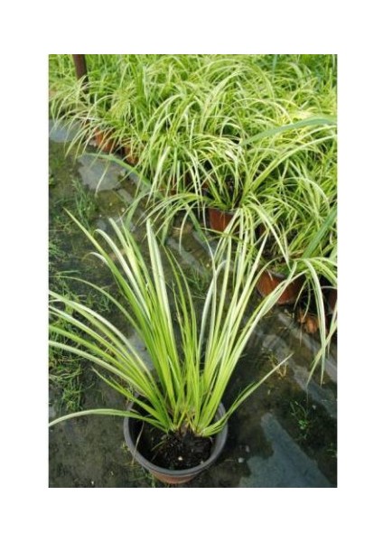 Eğir Otu Bitkisi 20 Adet indirimleri