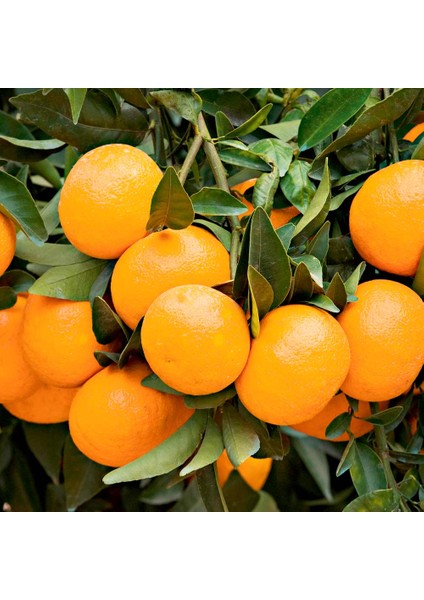 Satsuma Mandalina Fidanı 2 Adet 3 Yaş Tüplü ve Aşılı