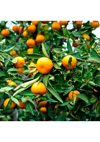 Satsuma Mandalina Fidanı 2 Adet 3 Yaş Tüplü ve Aşılı fiyatları