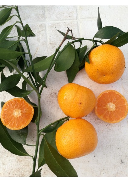 Satsuma Mandalina Fidanı 2 Adet 3 Yaş Tüplü ve Aşılı modelleri