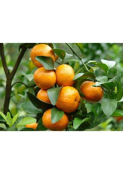 Satsuma Mandalina Fidanı 2 Adet 3 Yaş Tüplü ve Aşılı fırsatları