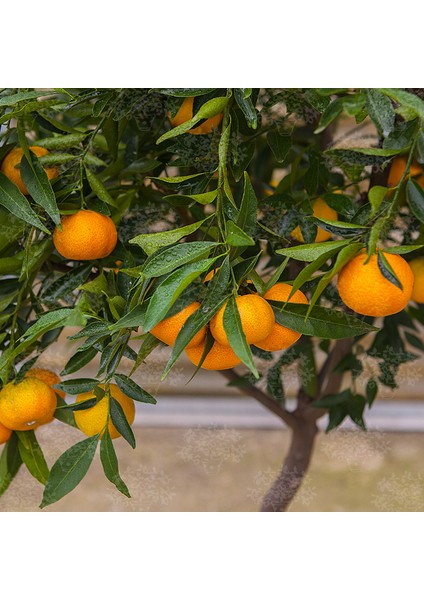 Satsuma Mandalina Fidanı 2 Adet 3 Yaş Tüplü ve Aşılı indirimleri