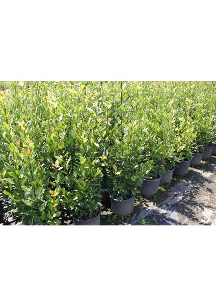 Defne Laurus Nobilis L.10 Adet