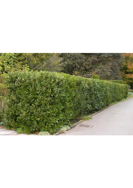 Defne - Laurus Nobilis L. 20 Adet
