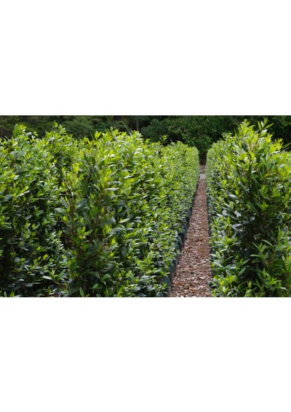 Defne - Laurus Nobilis L. 20 Adet fiyatları