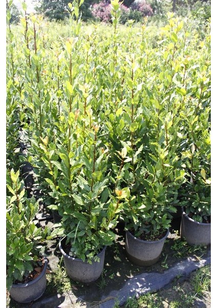 Defne - Laurus Nobilis L. 20 Adet fırsatları