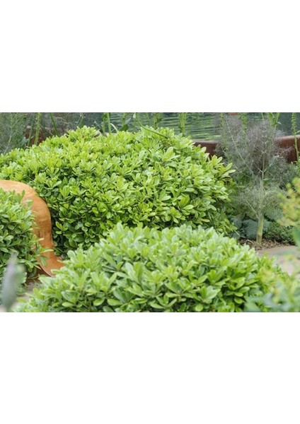 Pittosporum Çalısı