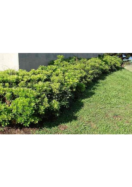 Pittosporum Çalısı