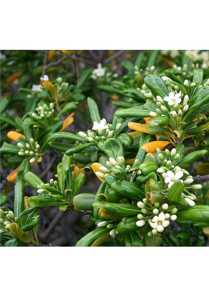 Pittosporum Çalısı