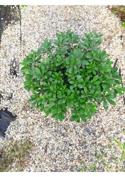 Pittosporum Çalısı