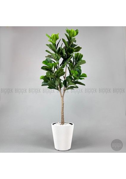 Keman Yapraklı Kauçuk Bitkisi Fiddle Lyrata 175CM