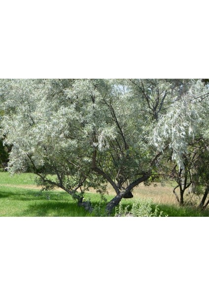 Anadolu Iğde Fidanı Elaeagnus Angustifolia 2 Adet fiyatları