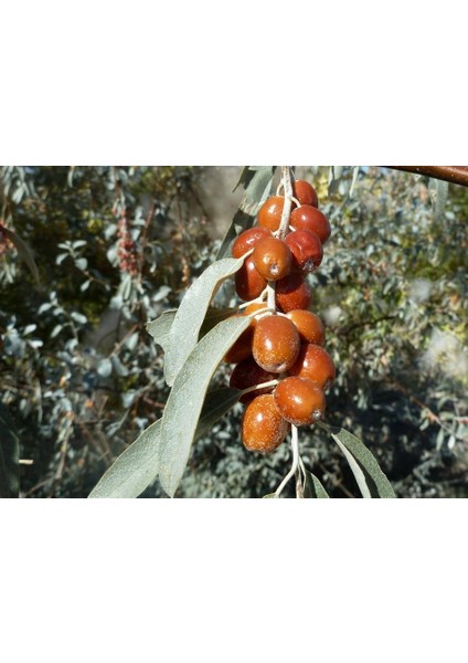 Anadolu Iğde Fidanı Elaeagnus Angustifolia 2 Adet fırsatları