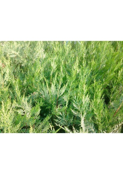 Leylandi Fidesi 'cupressocyparis Leylandii' - Aşılı Çit Bitkisi 1 modelleri