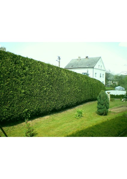 Leylandi Fidesi 'Cupressocyparis Leylandii' Aşılı Çit Bitkisi 5'l