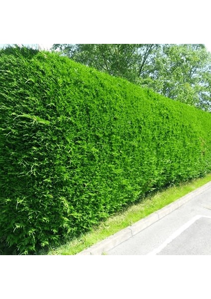 Leylandi Fidesi 'Cupressocyparis Leylandii' Aşılı Çit Bitkisi 5'l fiyatları