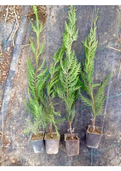 Leylandi Fidesi 'Cupressocyparis Leylandii' Aşılı Çit Bitkisi 5'l fırsatları