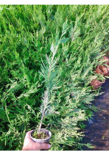 Leylandi Fidesi 'Cupressocyparis Leylandii' Aşılı Çit Bitkisi 5'l indirimleri