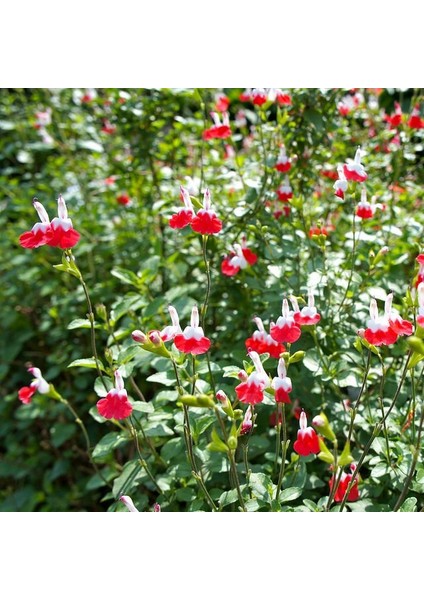 Süs Adaçayı - Salvia Microphylla 'hot Lips' 5'li Set